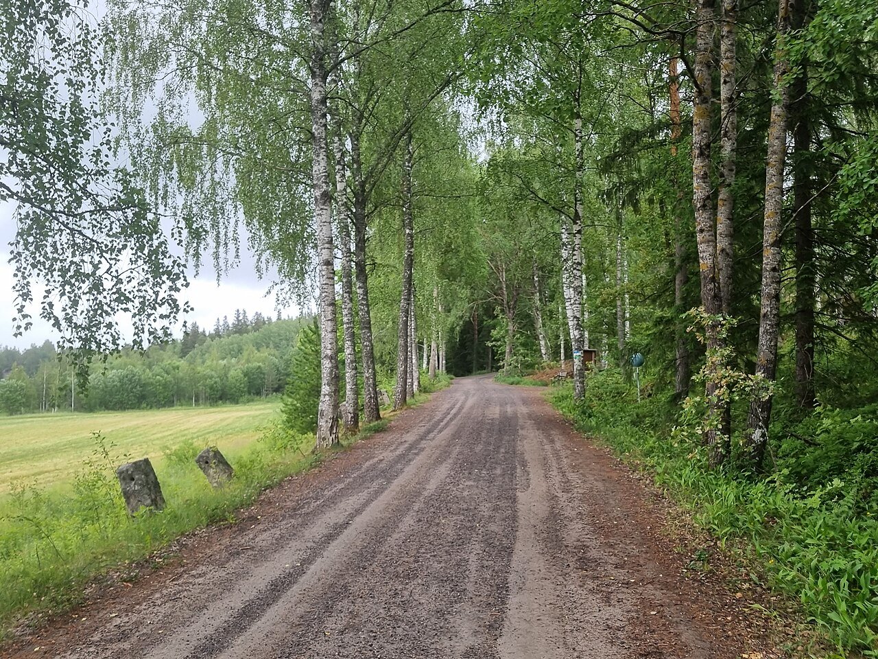 Koivukuja Suuren Rantatien varrella Tuorlan kartanon kohdalla