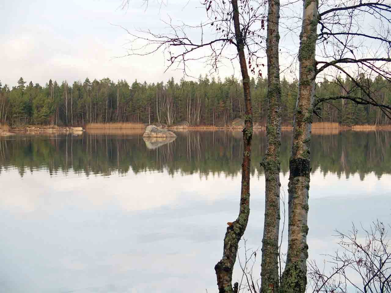 Tyyni tekojärvi ja koivuja rannalla Raisiossa