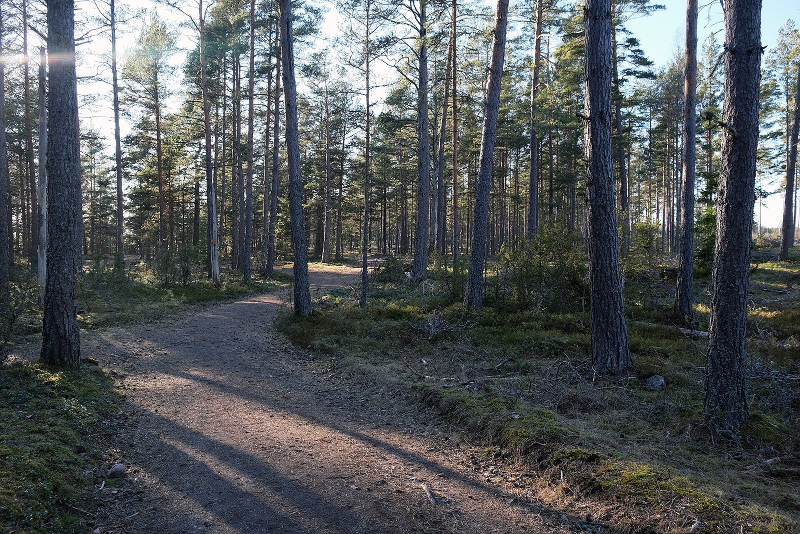 Hiekkapolku mäntymetsässä Reilassa