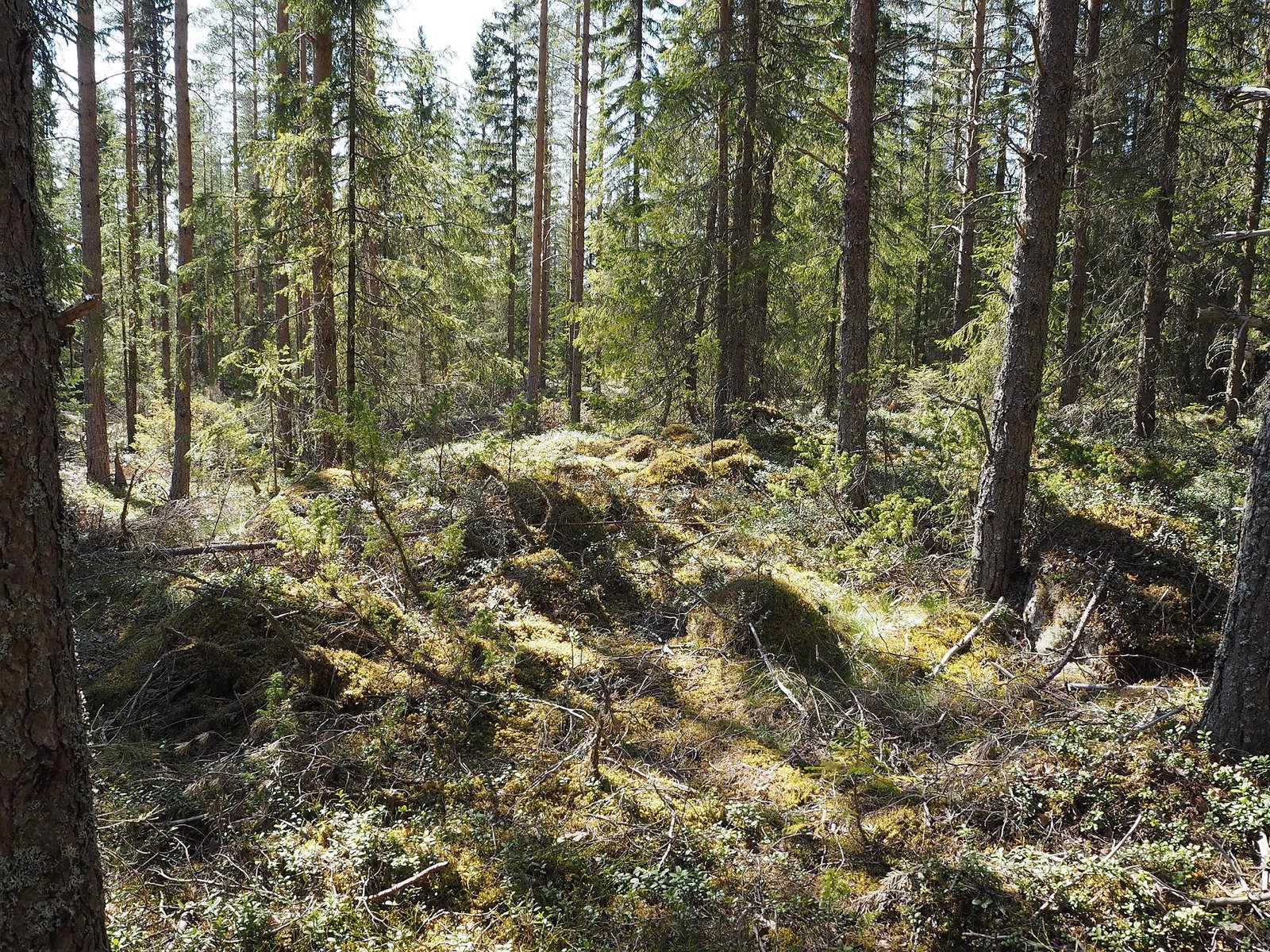 Sammaleen ja varpujen peittämä kivikautinen jätinkirkon valli metsässä